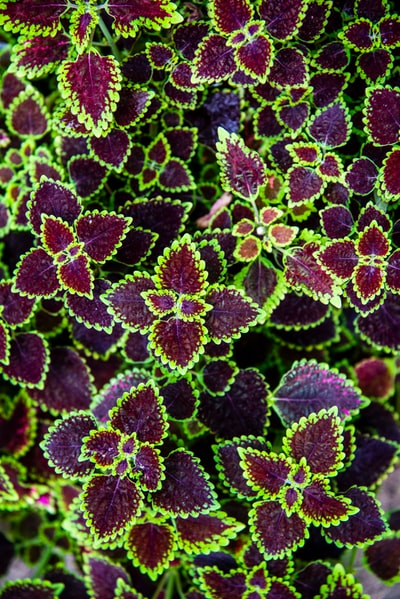 紫叶植物